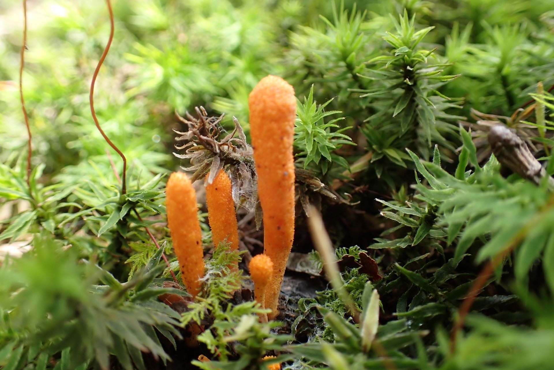 cordyceps