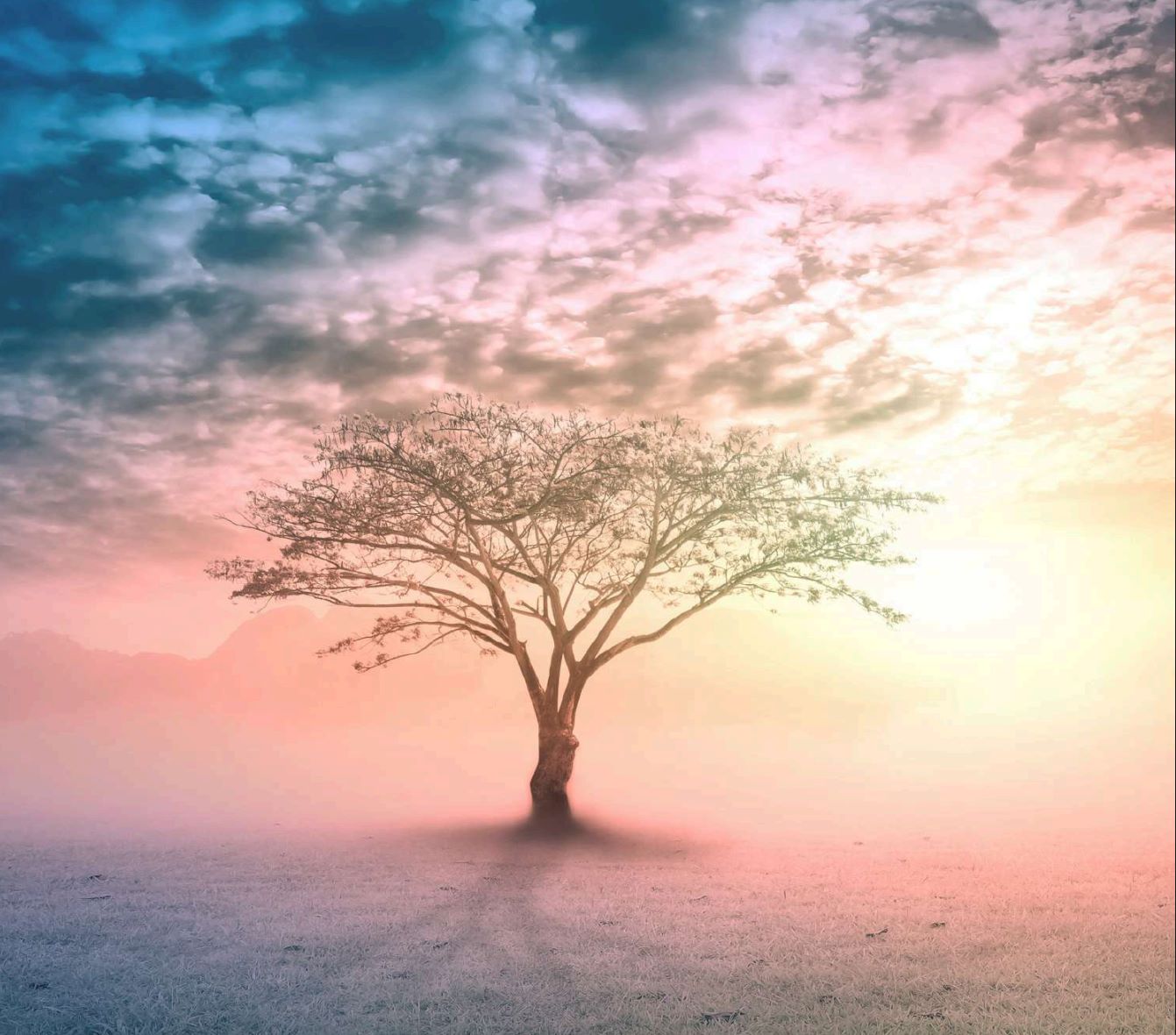 Rainbow sky and trees, image of relaxation