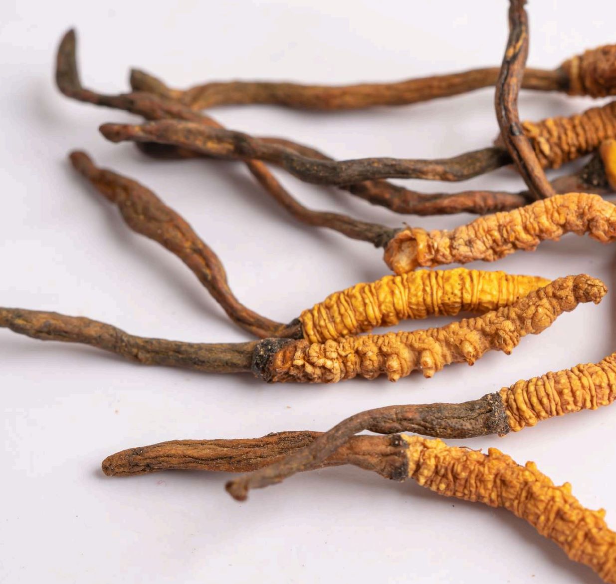 Cordyceps of the ghostmoth