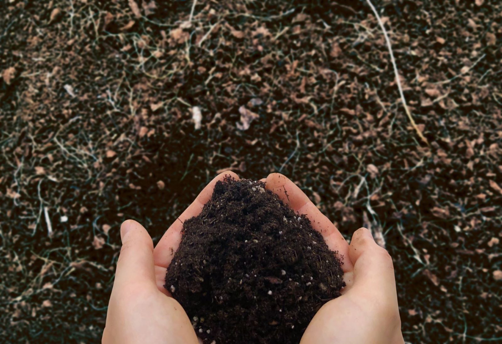 Hands scooping soil