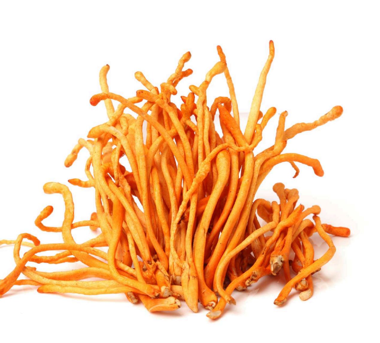Original cordyceps