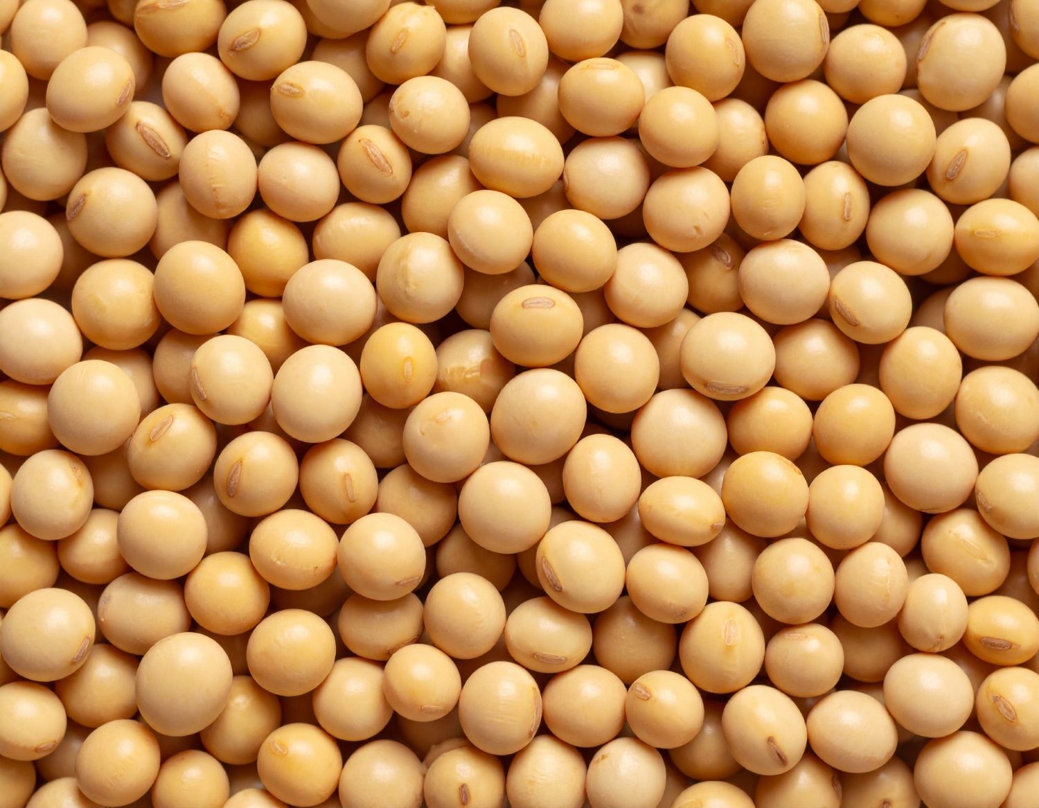 soy